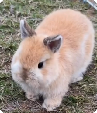 Grey Chinchilla
