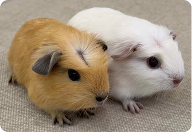 Premium Chinchilla Cage